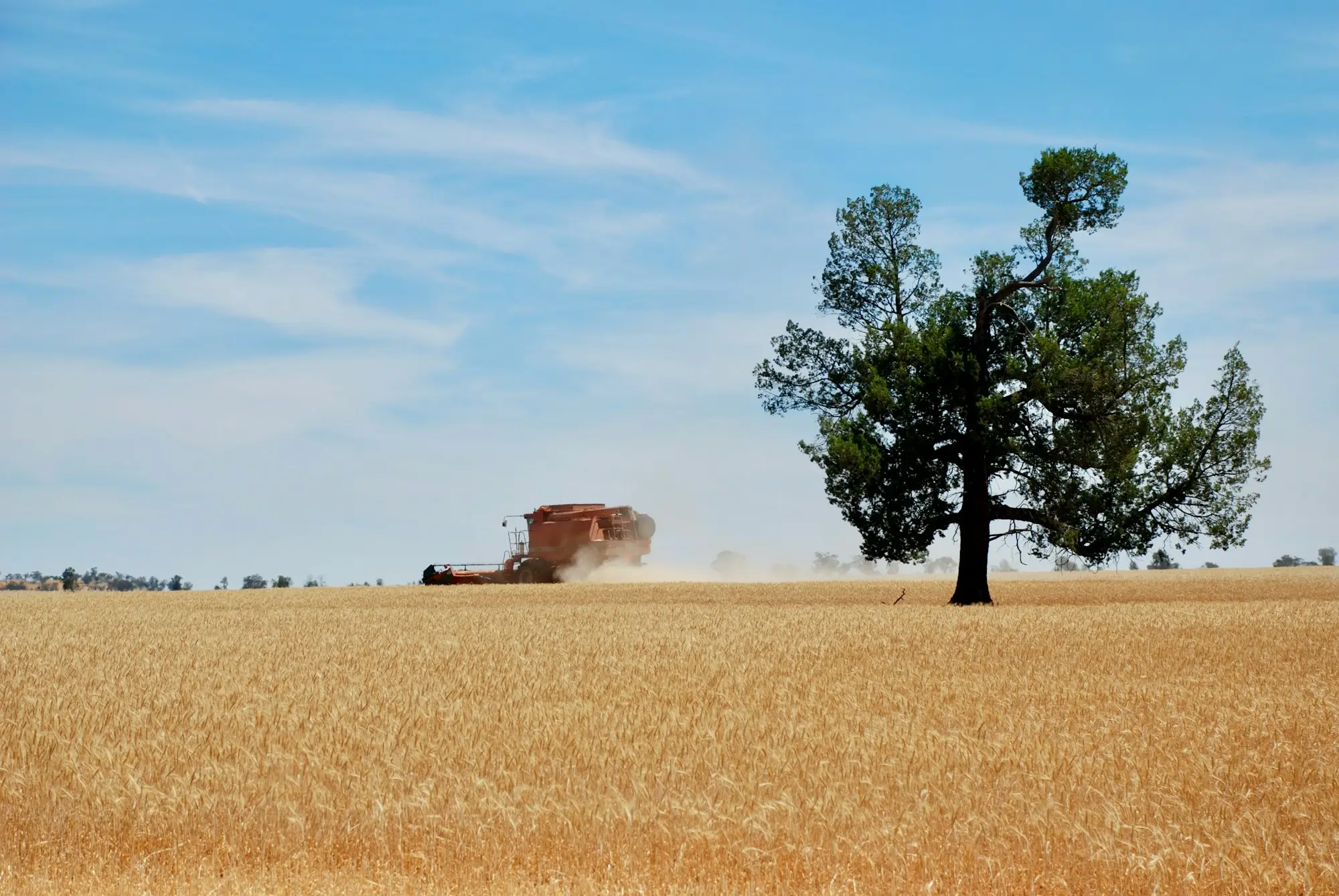 Farmer header canola harvest