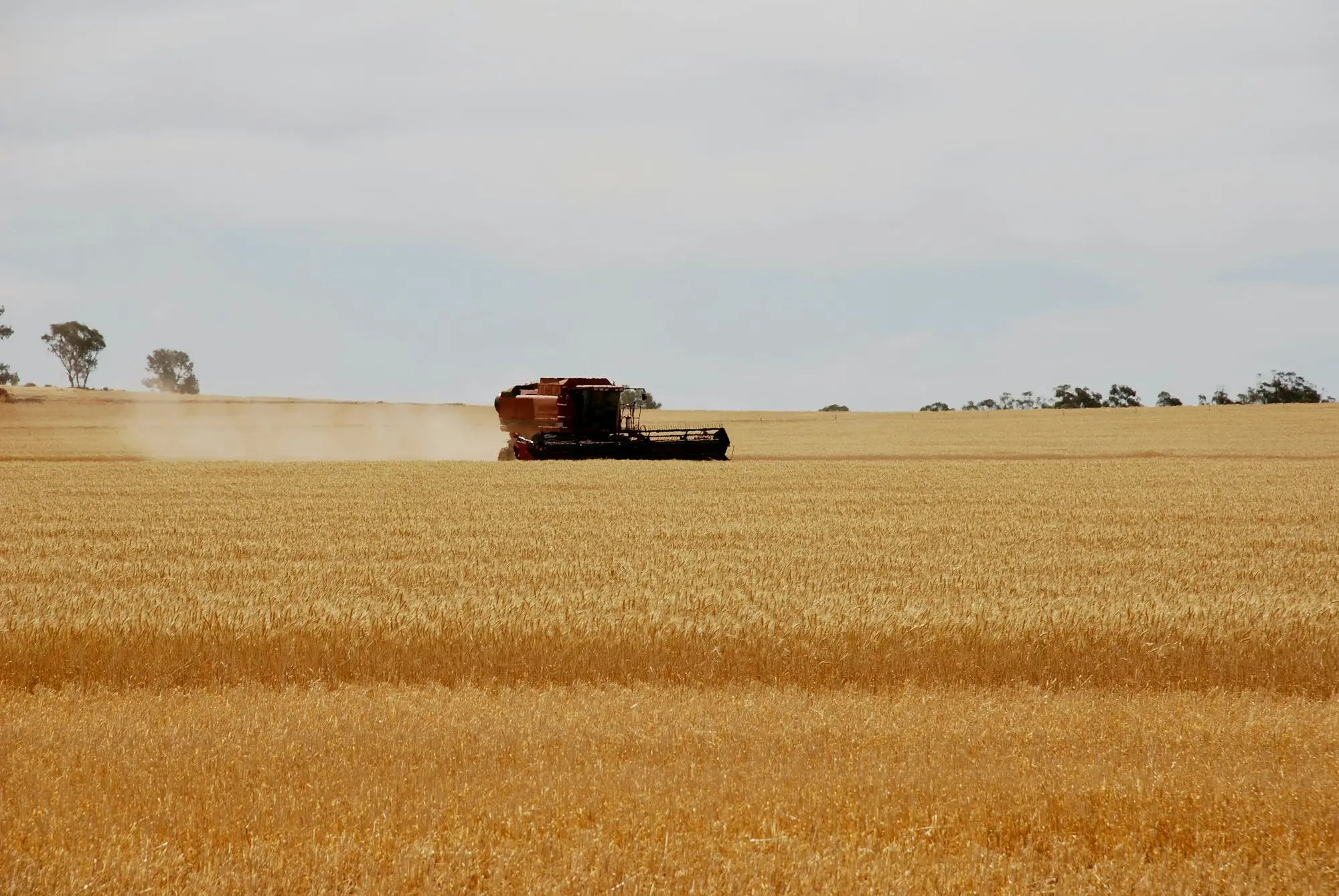 Wheat harvest in an Australian small business setting