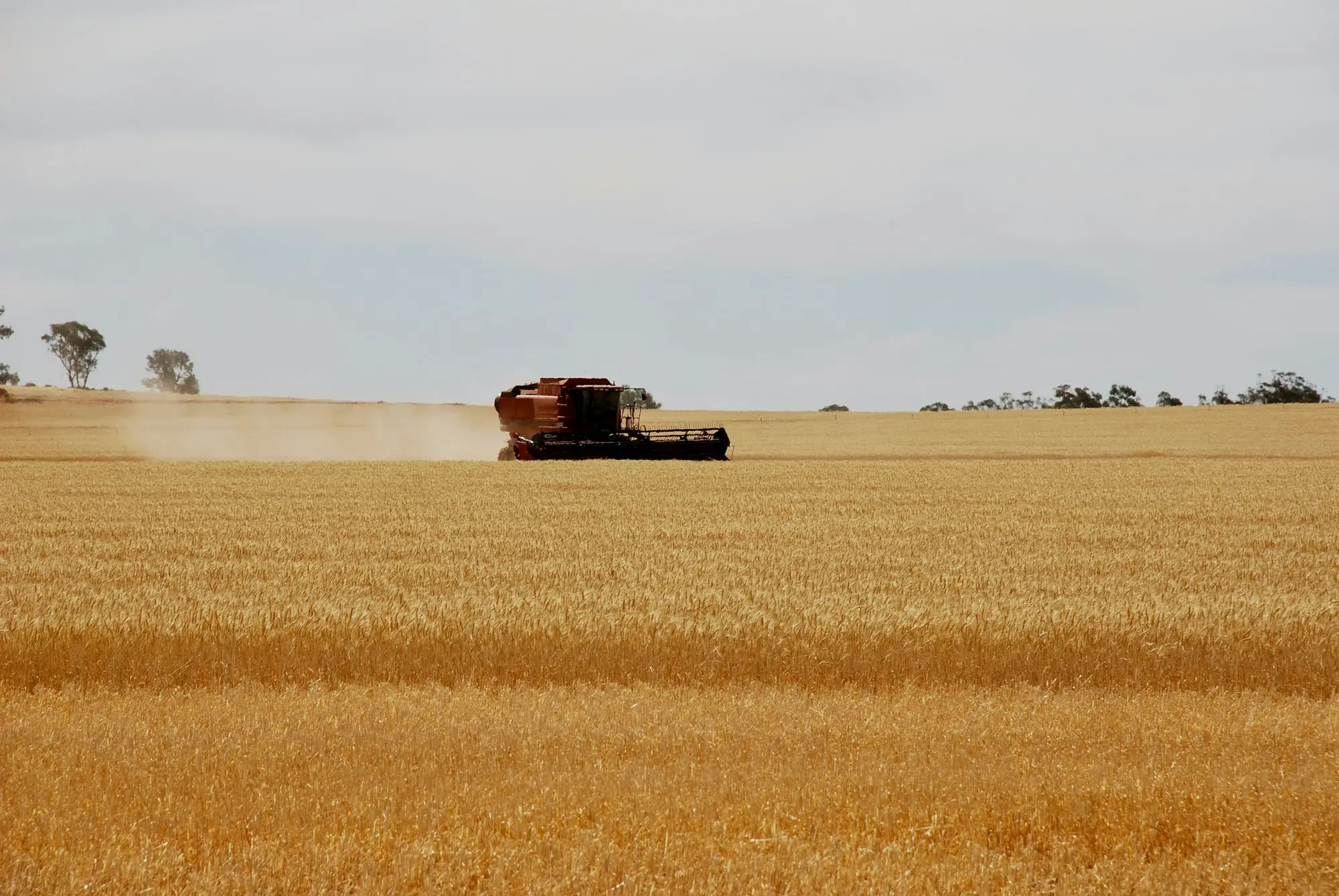 Wheat harvest in an Australian small business setting