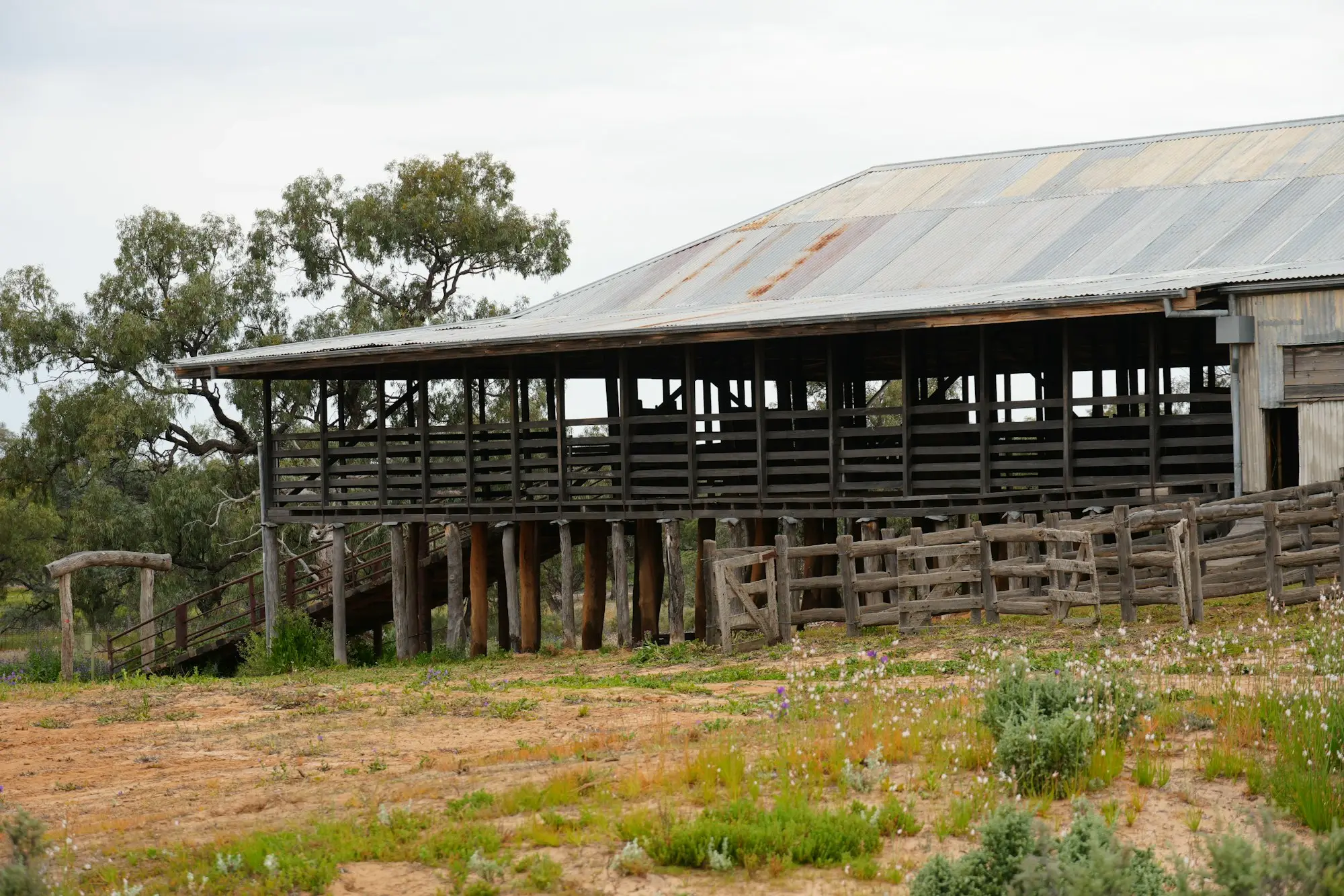 Rustic timber cattle yard with a corrugated iron roof in outback New South Wales